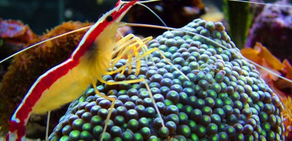 Anemone, Sea Urchins