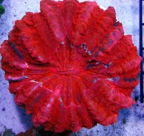 Short Polip Coral Red